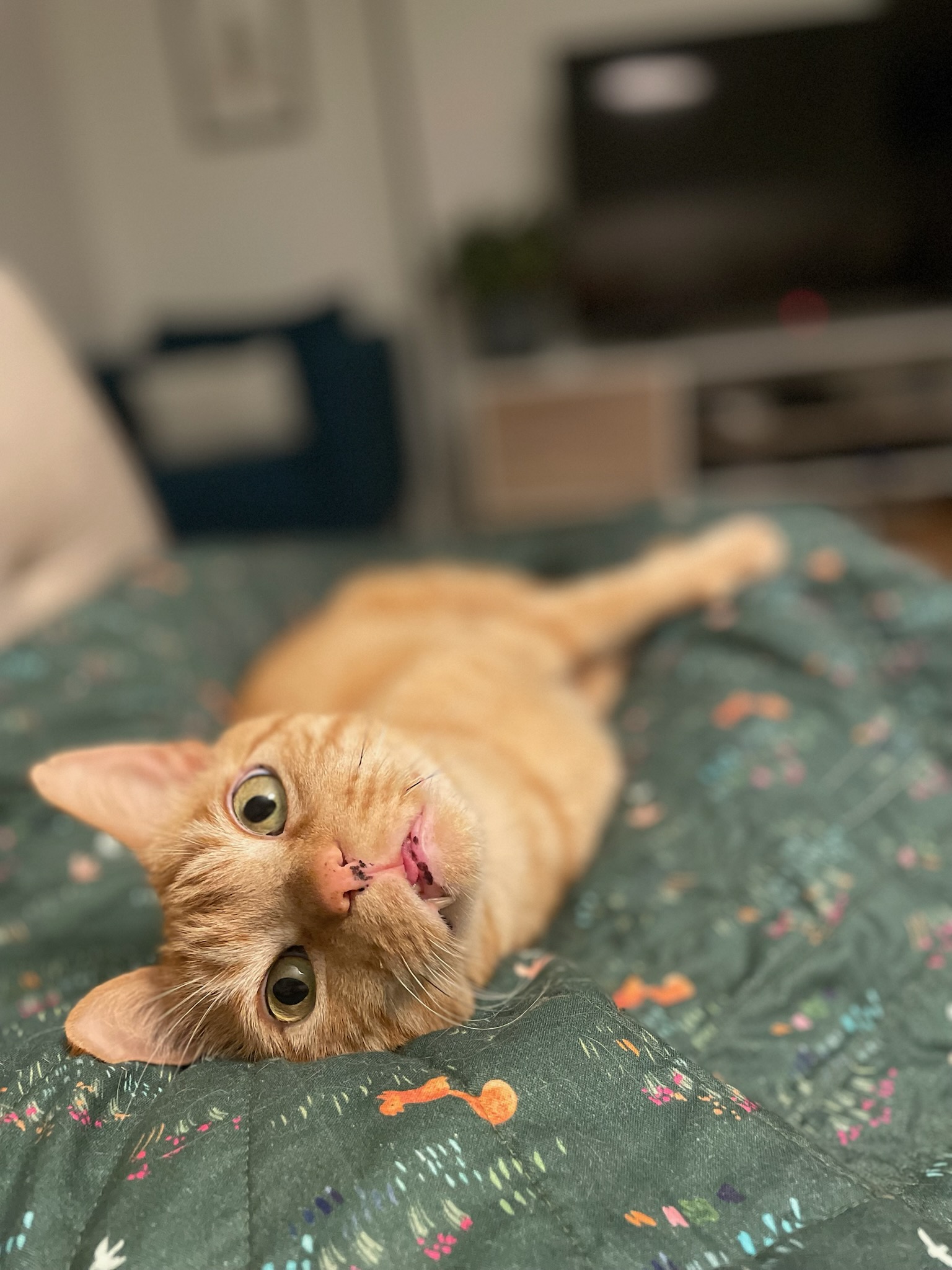 cat looking at camera