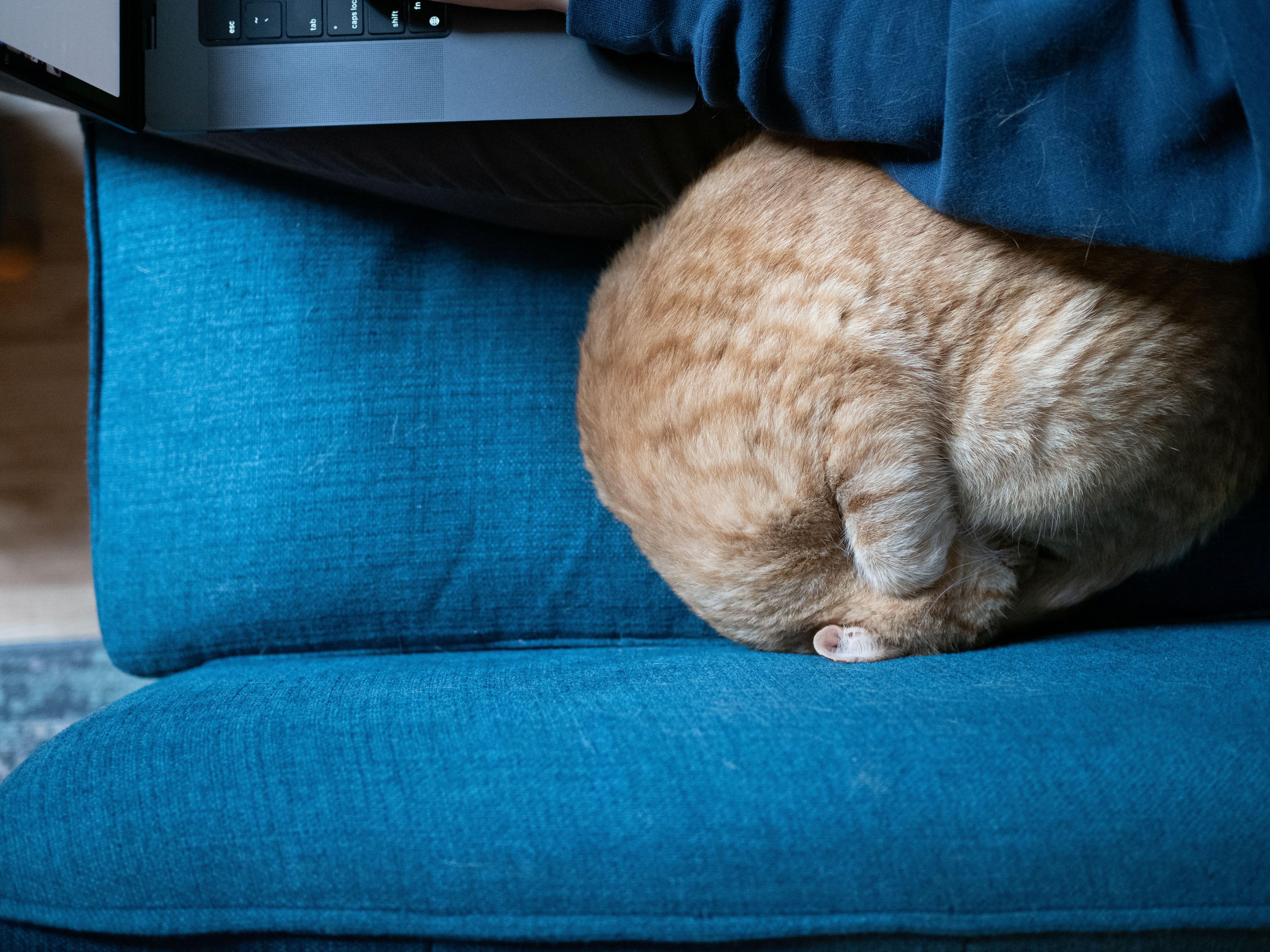 cat curled up