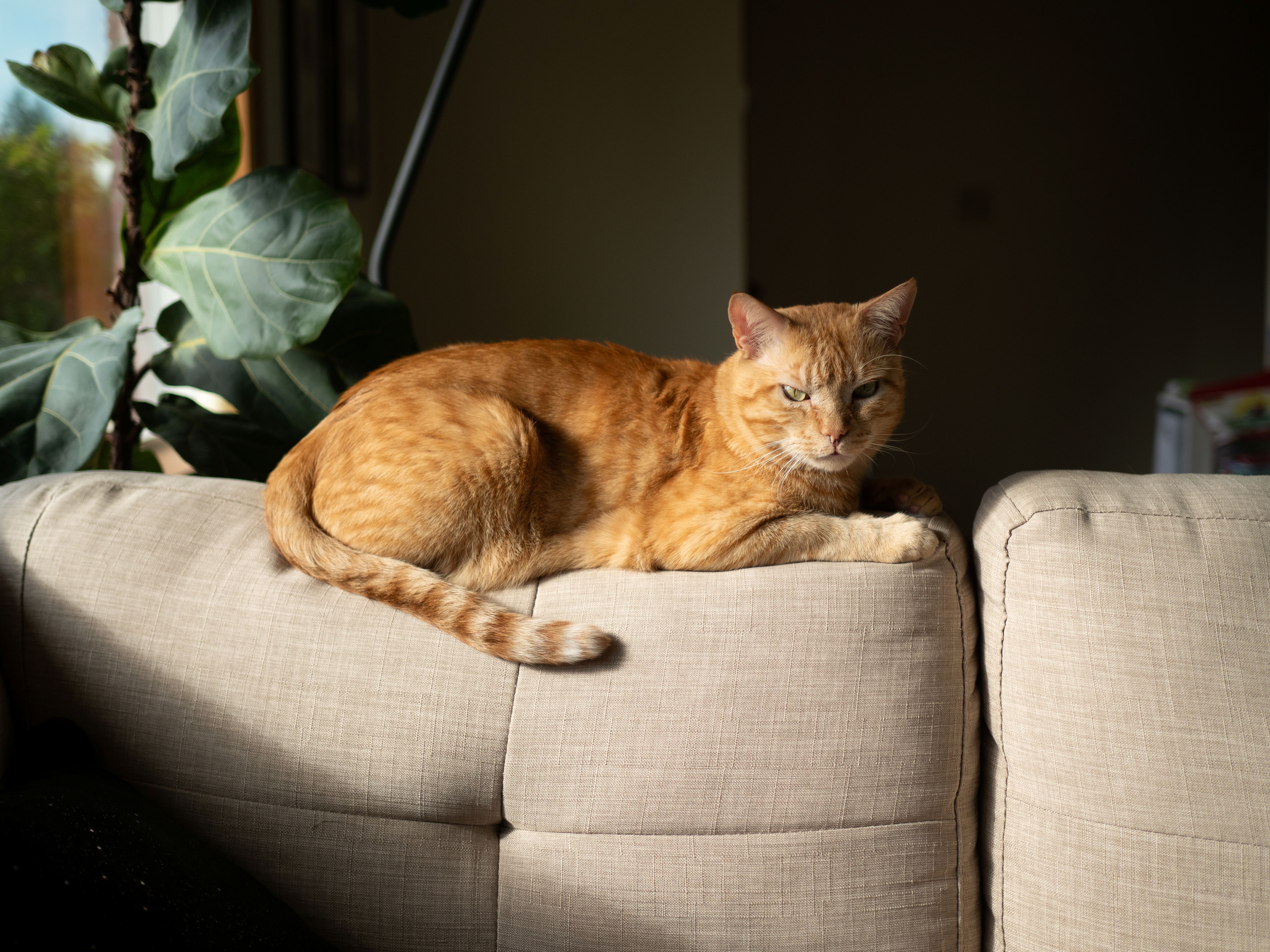 cat on couch